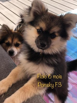 EPA-Floki-6-mois.jpeg